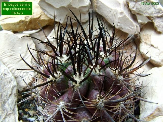 Eriosyce _senilis _ssp.coimasensis FR473_ 02